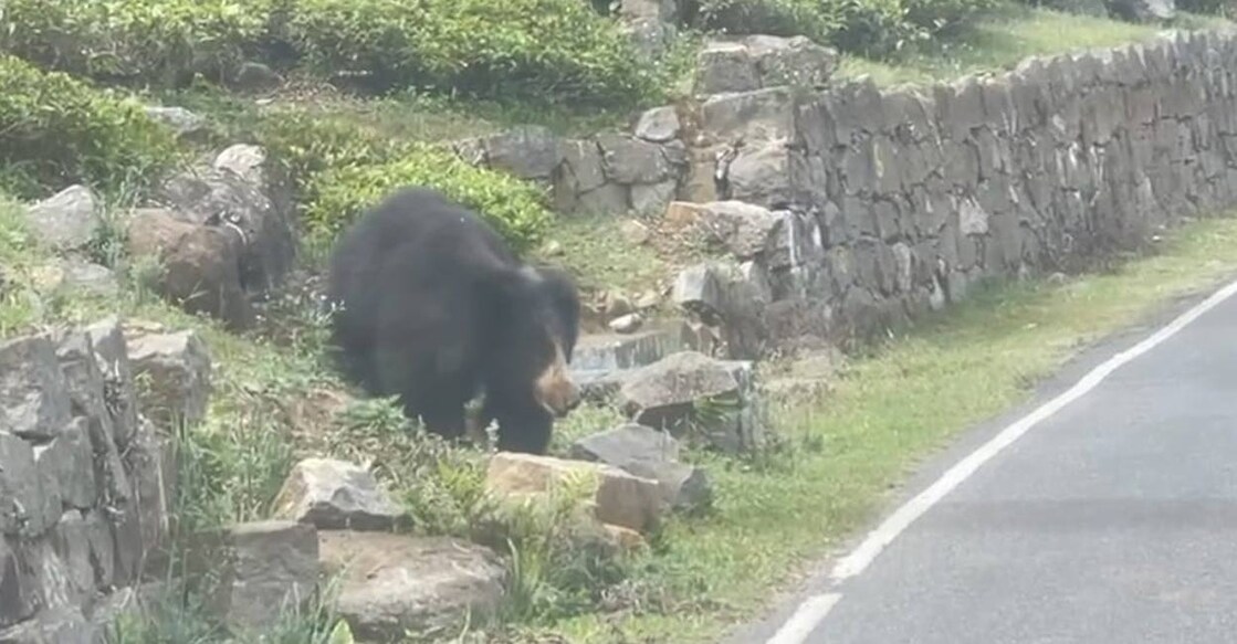 The bears are frequently spotted at Coonoor town. Photo: Special arrangement. 