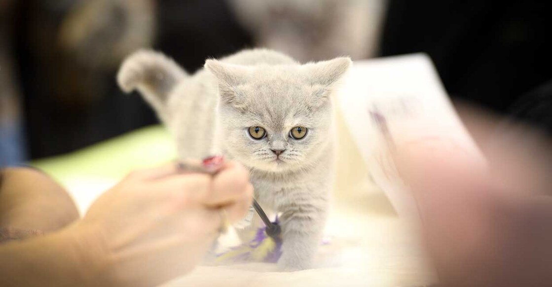'SARS-CoV-2 transmission between cats is efficient and can be sustained'. Representational image: IANS